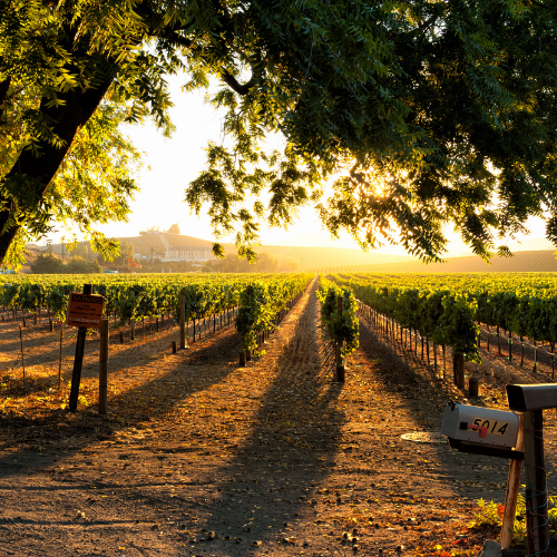Vineyard at sunrise